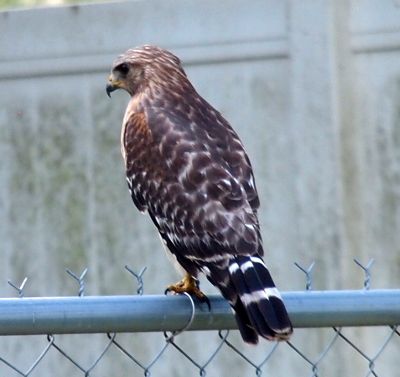 [Back of the hawk as seen from its left side. The face with its hooked beak is in profile. The back is a mixture of white-tipped brown feathers. The tail has two wide dark-brown horizontal stripes separated by two thin white stripes.]